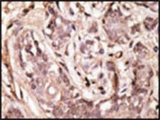 Anti-SUMO4 (M55 Wild type) antibody produced in rabbit saturated ammonium sulfate (SAS) precipitated, buffered aqueous solution