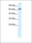 Anti-KCNN2 antibody produced in rabbit IgG fraction of antiserum