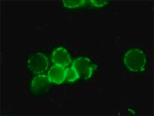 Anti-Mouse IgG (Fc specific)–FITC antibody produced in goat affinity isolated antibody, buffered aqueous solution
