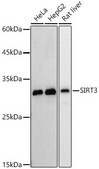 [KO Validated]Anti-SIRT3 Antibody, clone 7O4G7, Rabbit Monoclonal