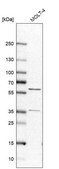 Anti-RAP1GDS1 antibody produced in rabbit affinity isolated antibody, buffered aqueous glycerol solution