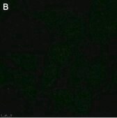 Anti-ATF4 Antibody, clone 1B21 ZooMAb® Rabbit Monoclonal recombinant, expressed in HEK 293 cells