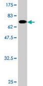 Monoclonal Anti-TCN2 antibody produced in mouse clone 2F4, purified immunoglobulin, buffered aqueous solution