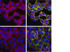 Anti-mTOR Antibody, clone 21A12.2 clone 21A12.2, from mouse