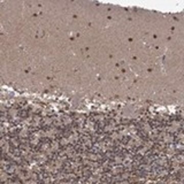 Anti-PCBP2 antibody produced in rabbit Prestige Antibodies® Powered by Atlas Antibodies, affinity isolated antibody, buffered aqueous glycerol solution