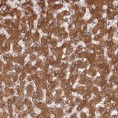Anti-PRKAB2 antibody produced in rabbit Prestige Antibodies® Powered by Atlas Antibodies, affinity isolated antibody, buffered aqueous glycerol solution