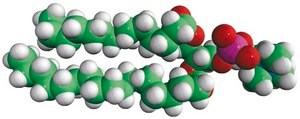 14:0-18:0 PC 1-myristoyl-2-stearoyl-sn-glycero-3-phosphocholine, powder