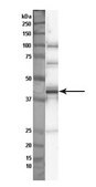 Anti-GNAI1 antibody produced in rabbit affinity isolated antibody