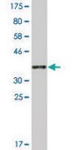 Monoclonal Anti-PVRL4 antibody produced in mouse clone 1D7, ascites fluid