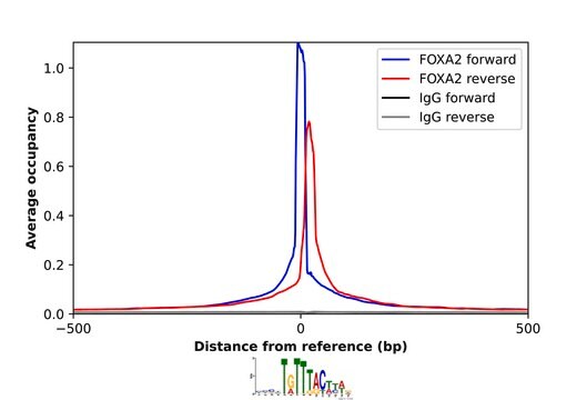 Anti-FOXA2 antibody produced in rabbit Prestige Antibodies® Powered by Atlas Antibodies, affinity isolated antibody