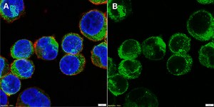 Anti-Histamine Receptor 4 Antibody, clone 1E18 ZooMAb® Rabbit Monoclonal recombinant, expressed in HEK 293 cells