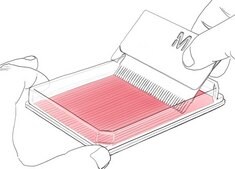 Cell Comb™ Scratch Assay