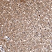 Anti-DNPH1 antibody produced in rabbit Prestige Antibodies® Powered by Atlas Antibodies, affinity isolated antibody, buffered aqueous glycerol solution, ab1