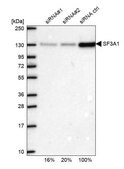 Anti-SF3A1 antibody produced in rabbit Prestige Antibodies® Powered by Atlas Antibodies, affinity isolated antibody, buffered aqueous glycerol solution
