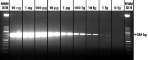 Transcriptor 一步法 RT-PCR 试剂盒 sufficient for 50 reactions, sufficient for 150 reactions, suitable for RT-qPCR, suitable for RT-PCR, hotstart