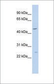 Anti-PLP1 (ab1) antibody produced in rabbit affinity isolated antibody