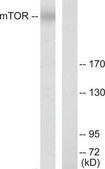 Anti-MTOR antibody produced in rabbit affinity isolated antibody