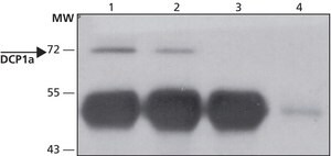 Anti-DCP1A (C-terminal) antibody produced in rabbit ~1.0 mg/mL, affinity isolated antibody, buffered aqueous solution