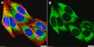 Anti-Mucin-2 Antibody, clone 2C8 ZooMAb® Rabbit Monoclonal recombinant, expressed in HEK 293 cells