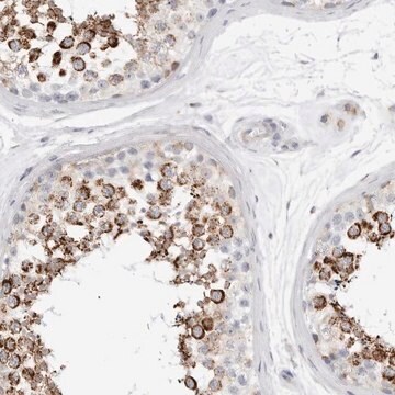 Anti-ATPIF1 antibody produced in rabbit Prestige Antibodies® Powered by Atlas Antibodies, affinity isolated antibody, buffered aqueous glycerol solution