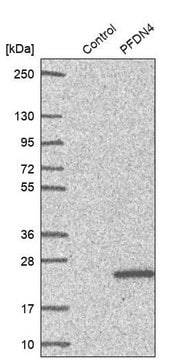 Anti-PFDN4 antibody produced in rabbit Prestige Antibodies® Powered by Atlas Antibodies, affinity isolated antibody, buffered aqueous glycerol solution