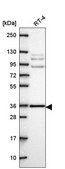Anti-HAX1 antibody produced in rabbit Prestige Antibodies® Powered by Atlas Antibodies, affinity isolated antibody