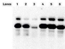 PhosSTOP™ sufficient for 10 10mL buffer preparations, sufficient for 20 10mL buffer preparations, suitable for tissue processing, suitable for immunoprecipitation (IP)