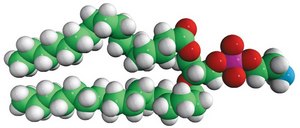 17:0 PE Avanti Research™ - A Croda Brand