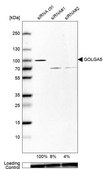 Anti-GOLGA5 antibody produced in rabbit affinity isolated antibody, buffered aqueous glycerol solution