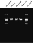 GenElute™ Mammalian Genomic DNA Miniprep Kits sufficient for 70 purifications