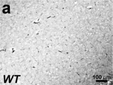 Anti-Actin, α-Smooth Muscle antibody, Mouse monoclonal clone 1A4, purified from hybridoma cell culture
