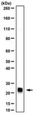 Anti-Chromobox protein homolog 3 Antibody from rabbit, purified by affinity chromatography