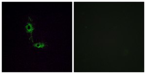Anti-GLUR1 antibody produced in rabbit affinity isolated antibody
