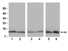 抗组蛋白H4抗体，pan，兔单克隆 culture supernatant, clone 62-141-13, Upstate®