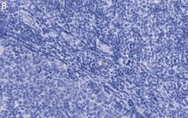 Anti-Thy-1(CD90) Antibody, clone 1I7 ZooMAb® Rabbit Monoclonal recombinant, expressed in HEK 293 cells