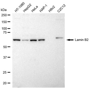 KD-Validated Anti Lamin B2 Antibody, clone 23GB2605, Rabbit Monoclonal clone 23GB2605, recombinant rabbit monoclonal, expressed in HEK293 cells