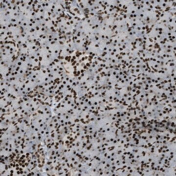 Anti-ZFR antibody produced in rabbit Prestige Antibodies® Powered by Atlas Antibodies, affinity isolated antibody, buffered aqueous glycerol solution
