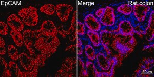 Anti-EpCAM Antibody, clone 4V1B7, Rabbit Monoclonal