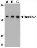 抗-Beclin-1 兔抗 affinity isolated antibody, buffered aqueous solution