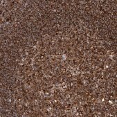 Anti-PISD antibody produced in rabbit Prestige Antibodies® Powered by Atlas Antibodies, affinity isolated antibody, buffered aqueous glycerol solution, ab1