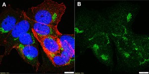 Anti-α-amylase Antibody, clone 1G14 ZooMAb® Rabbit Monoclonal recombinant, expressed in HEK 293 cells