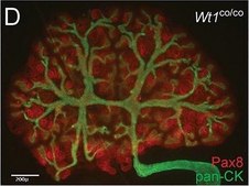 Monoclonal Anti-Cytokeratin, pan (Mixture) antibody produced in mouse clone C-11+PCK-26+CY-90+KS-1A3+M20+A53-B/A2, ascites fluid