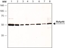 Anti-RbAp46, N-terminal antibody produced in rabbit IgG fraction of antiserum, buffered aqueous solution