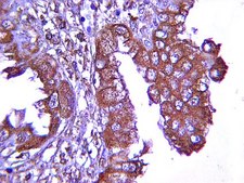 Anti-VEGF Antibody from rabbit, purified by affinity chromatography