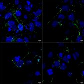 Monoclonal Anti-Tarp antibody produced in mouse clone S245-36, purified immunoglobulin