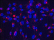 Anti-GM130 (C-terminal) antibody produced in rabbit affinity isolated antibody, buffered aqueous solution