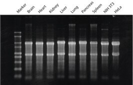 GenElute™ Mammalian Total RNA Miniprep Kit sufficient for 350 purifications