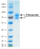Vitronectin human recombinant, expressed in HEK 293 cells, ≥95% (SDS-PAGE), ≥95% (HPLC), suitable for cell culture