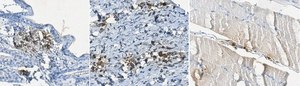 Anti-Procollagen Type I Antibody, CT, clone PCIDG10 (Ascites Free) clone PCIDG10, from mouse