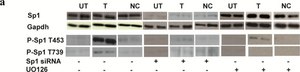 Anti-Sp1 Antibody Upstate®, from rabbit
